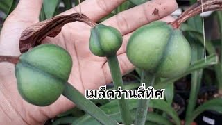 เมล็ดว่านสี่ทิศผสม9ดอกติด7ดอกได้ 205 เมล็ดใน1หัว