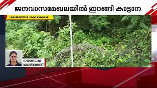 കലിയടങ്ങാതെ കാട്ടാനകൾ; വേലി പൊളിച്ചിറങ്ങിയ കാട്ടാന കൃഷി നശിപ്പിച്ചു | Wild Elephant