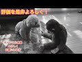 温厚な犬がジワジワと怒りが込み上げてくる姿w【トイプードル 】【マルプー】