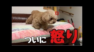 温厚な犬がジワジワと怒りが込み上げてくる姿w【トイプードル 】【マルプー】