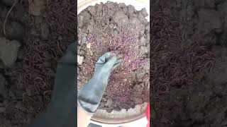 কেচো থেকে কম্পোস্ট সার সফল ভাবে তৈরি করলাম। #vermi compost