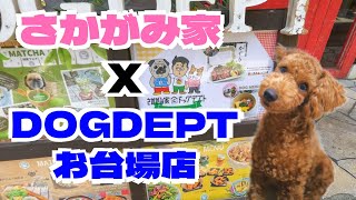 【さかがみ家 カフェ】ドッグデプトお台場店に行ってきました～【トイプードルのわらび】