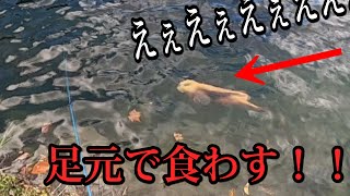 【鹿島槍ガーデン】足元の見える魚を釣る