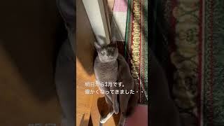 【ロシアンブルー】暖かくなってきました・・めろん、春ですよ^ ^【猫】#shorts