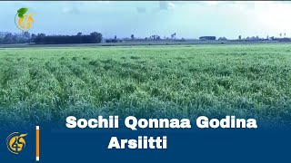 Sochii Qonnaa Godina Arsiitti