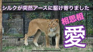 アース🦁へ全速で駆け寄っていくシルク🩷【相思相愛💕】 #のんほいパーク #豊橋動物園 #ライオン #シルク #アース #相思相愛