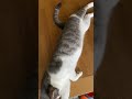 ただの猫 ねこ 癒し 保護猫 cat catlover ねこおなかみせ