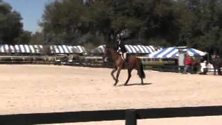 Video of Fernando ridden by Jordynn Shaffer from ShowNet!