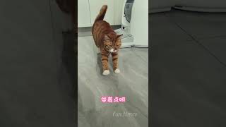 猫咪认证的健身成果：摸摸看，有点意思！ #pets #cat #cute #貓咪#搞笑配音 #funny #猫咪 #shorts