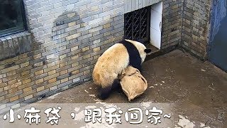 《熊貓早晚安》小麻袋，跟我回家~ | iPanda熊貓頻道