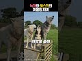 허스키 하울링 vs 늑대 하울링 유머 웃긴영상 귀여운 동물 강아지 늑대