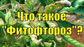 Что такое фитофтороз? #фитофтороз