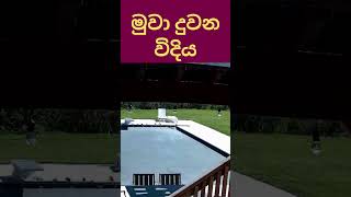 බලන්න මේ මුවා දුවන විදිය🙊🌎 #trending #viral #shorts