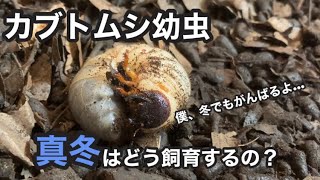 カブトムシ幼虫は冬どう過ごしているの？真冬の飼育法について