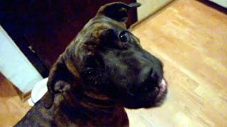 Dog Burps Loud