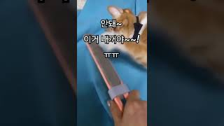 이건 내꺼야~~내꺼라구 집사야~~ㅠㅠ;;뺏아가지마~~ㅠㅠ흐앙~~ㅠㅠ(feat.치즈)