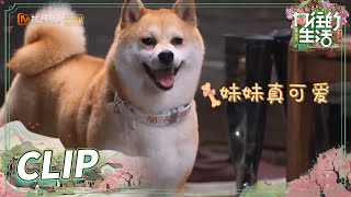 可爱小O荣获颜值担当？彩灯拆台：太会吃了！《向往动物园》EP7丨Back to Field S5丨MangoTV