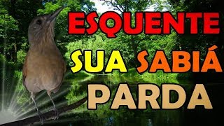 SABIÁ PARDA FÊMEA MACHIANDO PEDINDO GALA PARA ESQUENTAR MACHOS