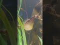 Big Bellied Seahorse - Georgia Aquarium#bigbelliedseahorse #seahorse #aquarium #georgia