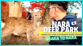 Umeda Sky + Nara Deer Park + Dotonbori River Cruise | Autumn in Japan 🇯🇵 | JEZZDOIT