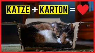 KATZEN LIEBEN KARTONS!? Die wahren Gründe warum Katzen Kartons lieben