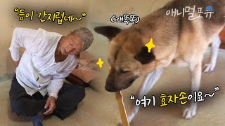 레전드 천재견 등장.. 사람 말 알아듣고 숫자도 구별한다고요?? 사람 같은 진돗개 솔이 | KBS 생생정보통 120912 방송