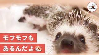 痛くないの？そこのところ、ハリネズミさんに聞いてみたよ【PECO TV】