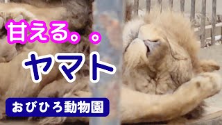 【おびひろ動物園ライオン】あくび連発・へそ天スリスリ🦁ヤマト《2025.1.13》