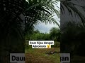 pupuk sawit Ajinomoto #viral #sawit #shortvideo #petani #kebun #kelapasawit #shorts