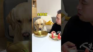 【旺仔很忙🐶】从没有见过这么有心眼的狗子