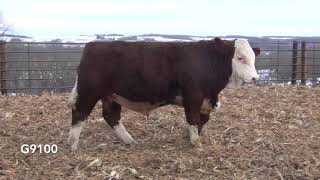 G9100 Brink Genetics' 2020 Fleckvieh Simmental Bull Sale