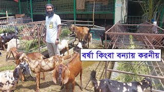 বর্ষা কালে অথবা বন্যার সময় ছাগল ভেড়া পালনে গুরুত্বপূর্ণ বিষয় গুলো জেনে নিন || 01988883104