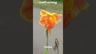 canna மணிவாழை.....natural wastewater treatment plant