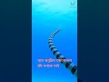 সামুদ্রিক সাপ কতটা বিষধর হয় দেখুন sea snake dangerous সাপ snake