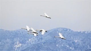 冬の使者、湖北のコハクチョウ