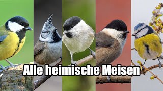 Kohlmeise, Blaumeise und Co - Heimische Meisen bestimmen