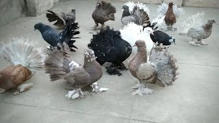 My Young Fantail Pigeons Collection