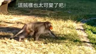 2021/11/22 #武陵農場露營區 猴群洗劫