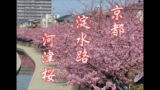 京都　淀　河津桜(淀水路)