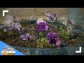 Proctor's Garden: Use pansies to compliment your spring bulbs