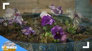 Proctor's Garden: Use pansies to compliment your spring bulbs
