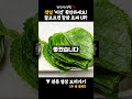 깻잎을 이것과 함께 드세요 잘만 골라도 뼈 튼튼 골다공증 싹 사라지고 항암효과 두배 됩니다. 치매도 예방에도 깻잎이 최고입니다 깻잎 골다공증 치매예방 깻잎효능