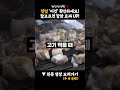 깻잎을 이것과 함께 드세요 잘만 골라도 뼈 튼튼 골다공증 싹 사라지고 항암효과 두배 됩니다. 치매도 예방에도 깻잎이 최고입니다 깻잎 골다공증 치매예방 깻잎효능