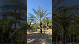 Difference between date palms! #palms #medjooldatepalms #shorts