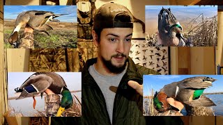 How Many Ducks I Harvested This Season! | CA Duck Season