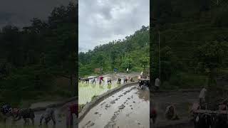 Nepales Farmers Working Growing Rice