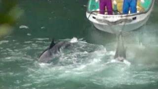 Dolphins herded to the Cove and slaughtered on November 13th