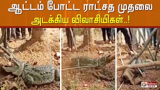 ஆட்டம் போட்ட ராட்சத முதலை அடக்கிய விவாசியிகள்..!