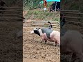 Kerbau Petarung Toraja / Buffalo fight / tedong silaga / ควาย ຄວາຍ  भैंस की लड़ाई chọi trâu 水牛大战