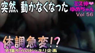 【子猫 成長記録56】突然、動かなくなった子猫（心配ない動画内容です）【cute kitten 56】 【cute kitten】【cute cat】 【子猫保護】